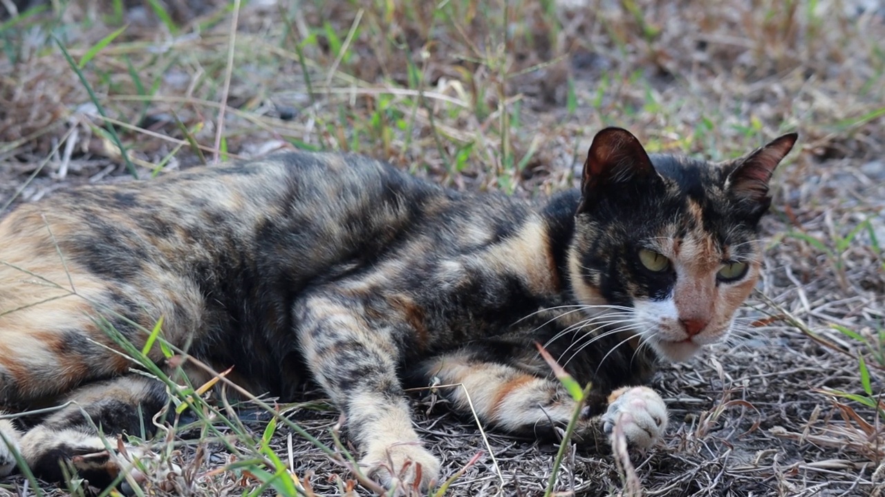 三色斑猫打扫自己，睡在地上视频素材