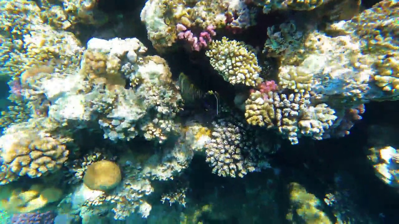 埃及红海水下摄影，珊瑚礁和海鱼，红海，旅游和观鱼视频素材