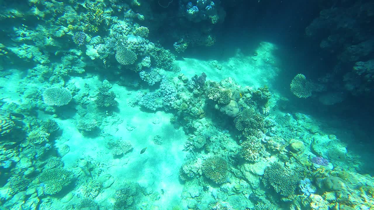 埃及红海水下摄影，珊瑚礁和海鱼，红海，旅游和观鱼视频素材