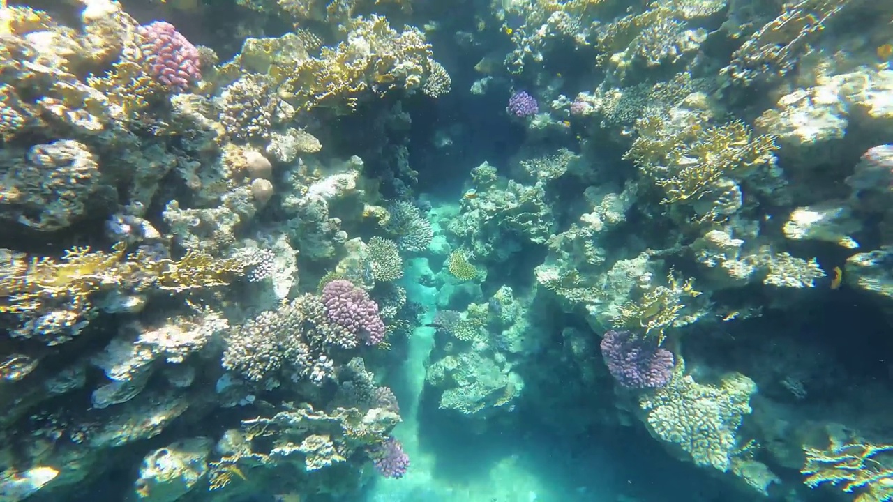 埃及红海水下摄影，珊瑚礁和海鱼，红海，旅游和观鱼视频素材