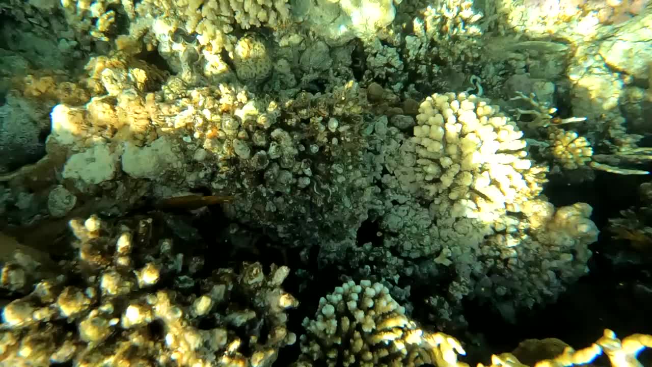 埃及红海水下摄影，珊瑚礁和海鱼，红海，旅游和观鱼视频素材