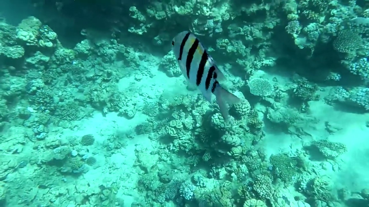 埃及红海水下摄影，珊瑚礁和海鱼，红海，旅游和观鱼视频素材