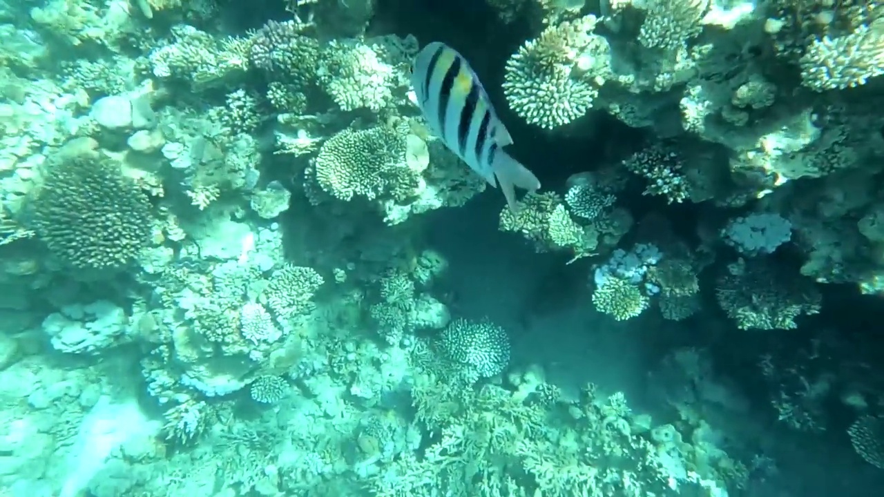 埃及红海水下摄影，珊瑚礁和海鱼，红海，旅游和观鱼视频素材