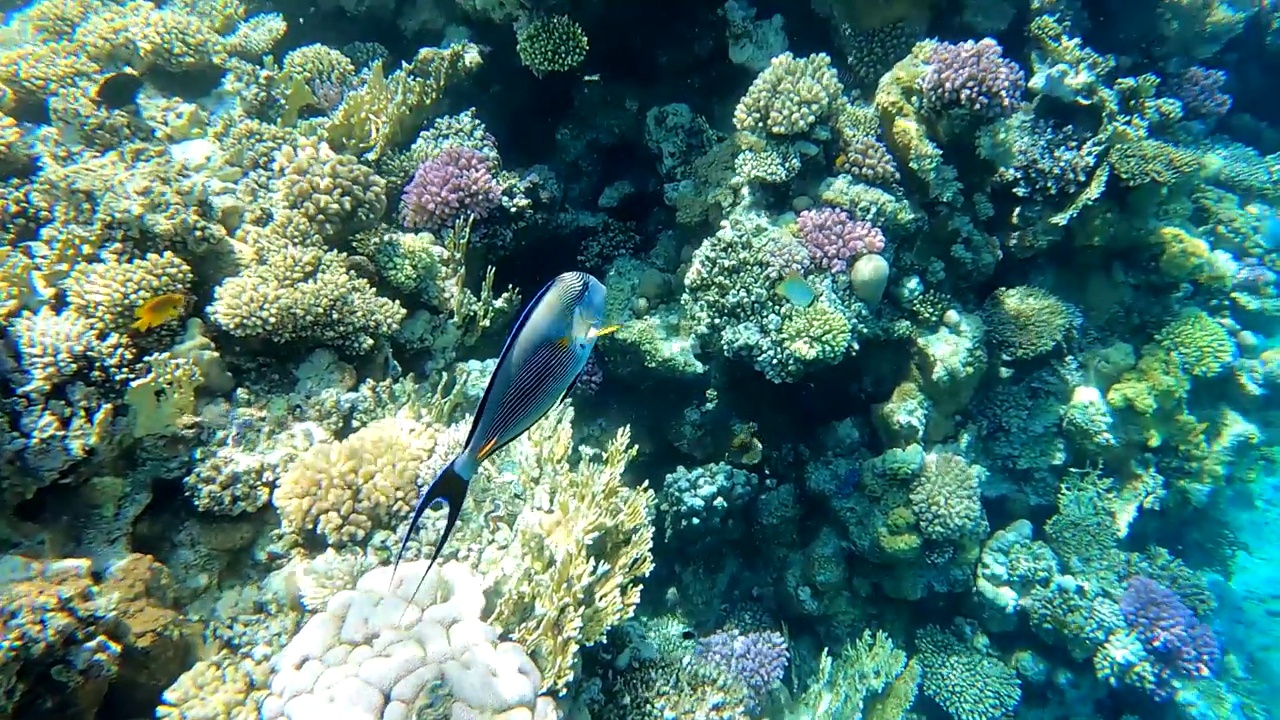 埃及红海水下摄影，珊瑚礁和海鱼，红海，旅游和观鱼视频素材