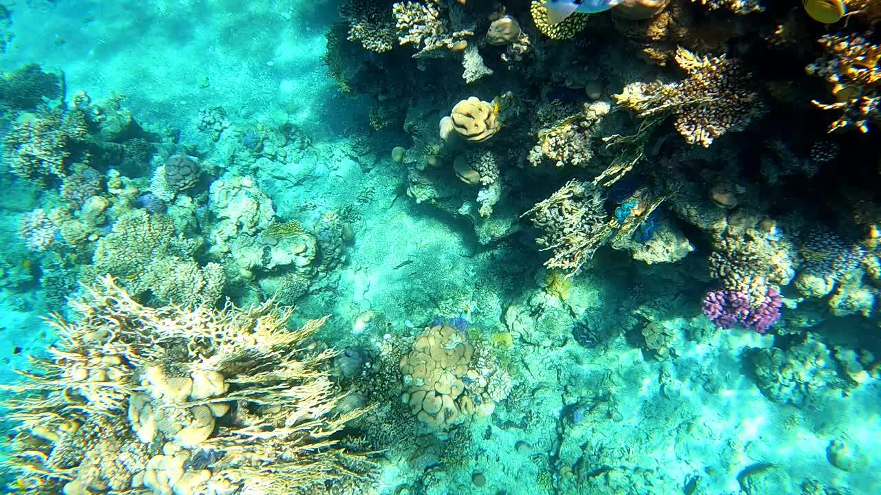 埃及红海水下摄影，珊瑚礁和海鱼，红海，旅游和观鱼视频素材