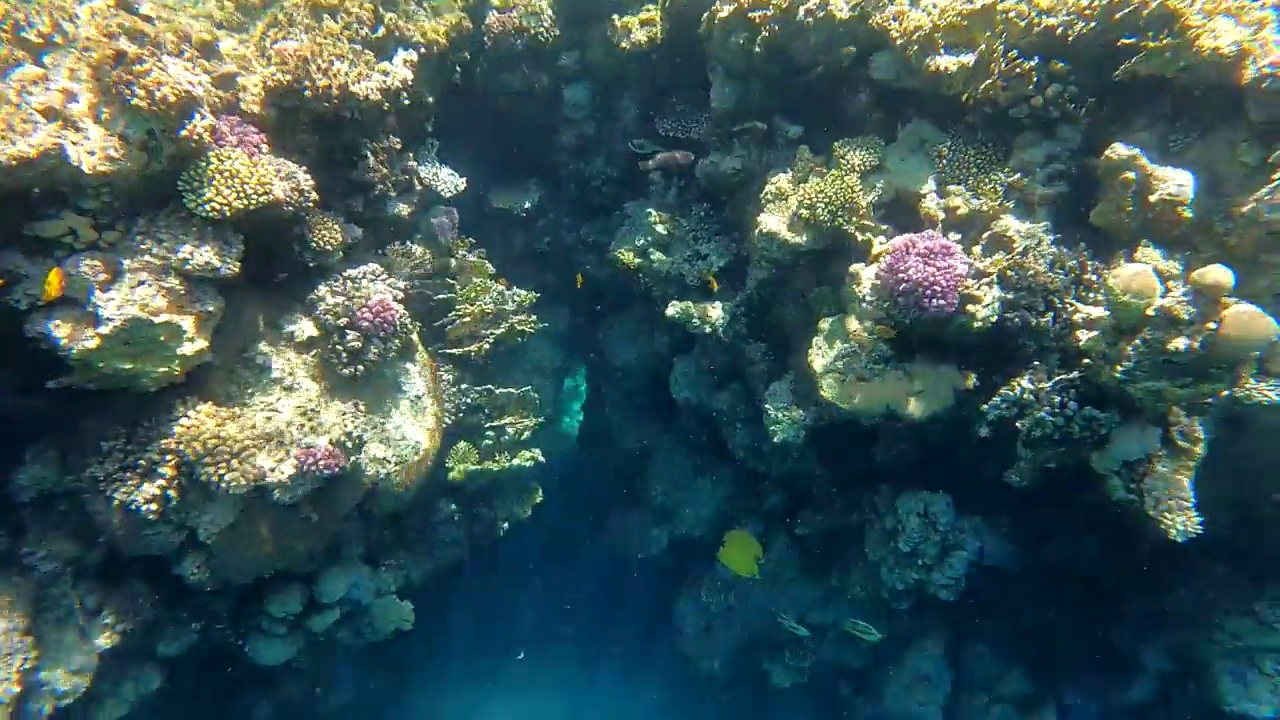 埃及红海水下摄影，珊瑚礁和海鱼，红海，旅游和观鱼视频素材