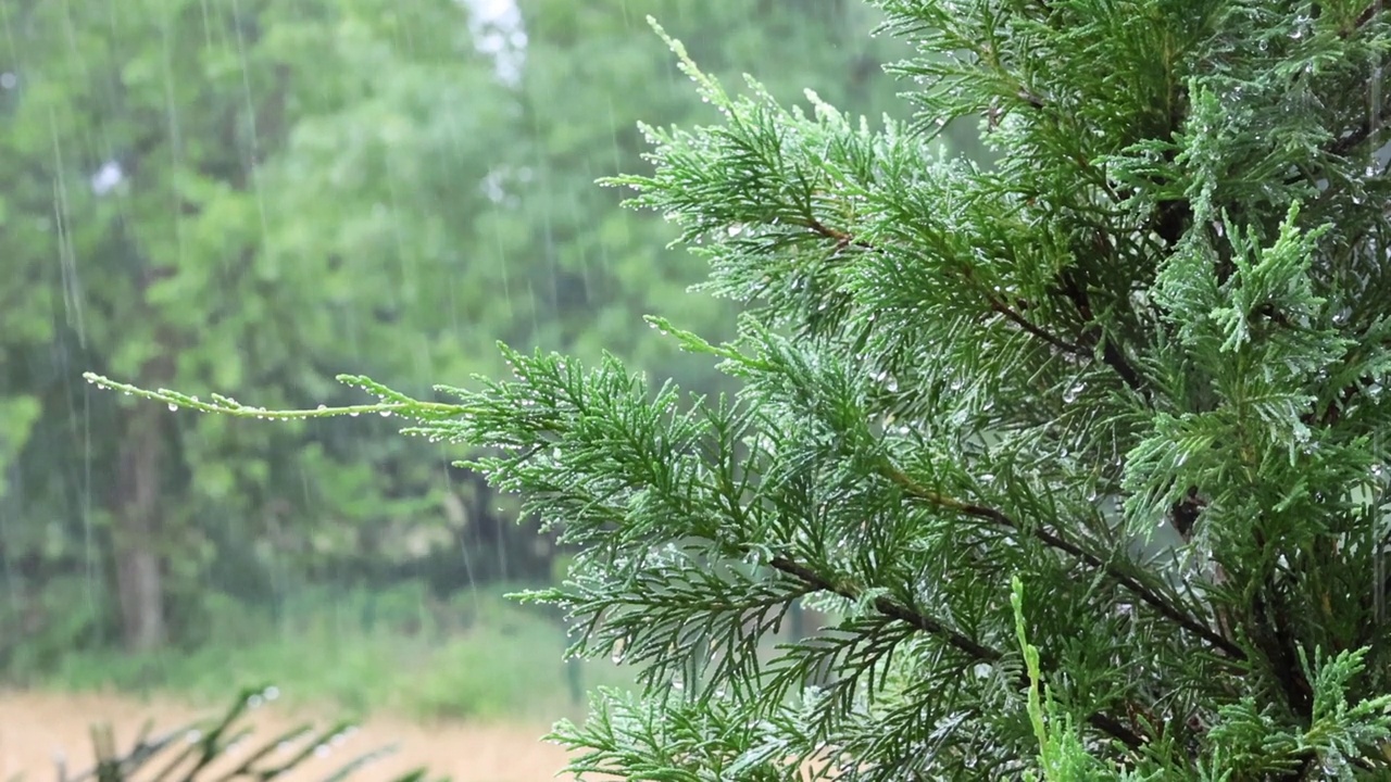 雨滴落在松树的叶子上视频素材