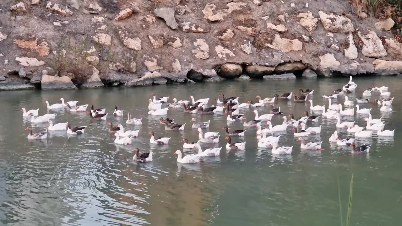 鸭子和鹅在水里视频素材