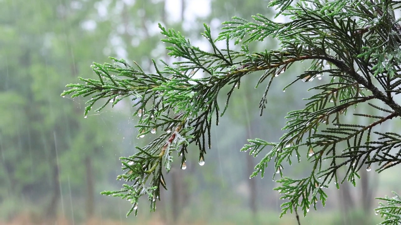 雨滴落在松树的叶子上视频素材