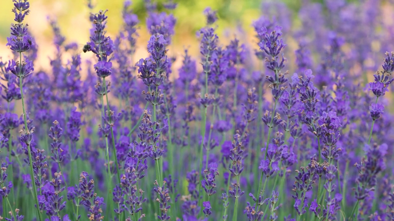 近距离观看紫色盛开的薰衣草花在阳光明媚的田野视频素材