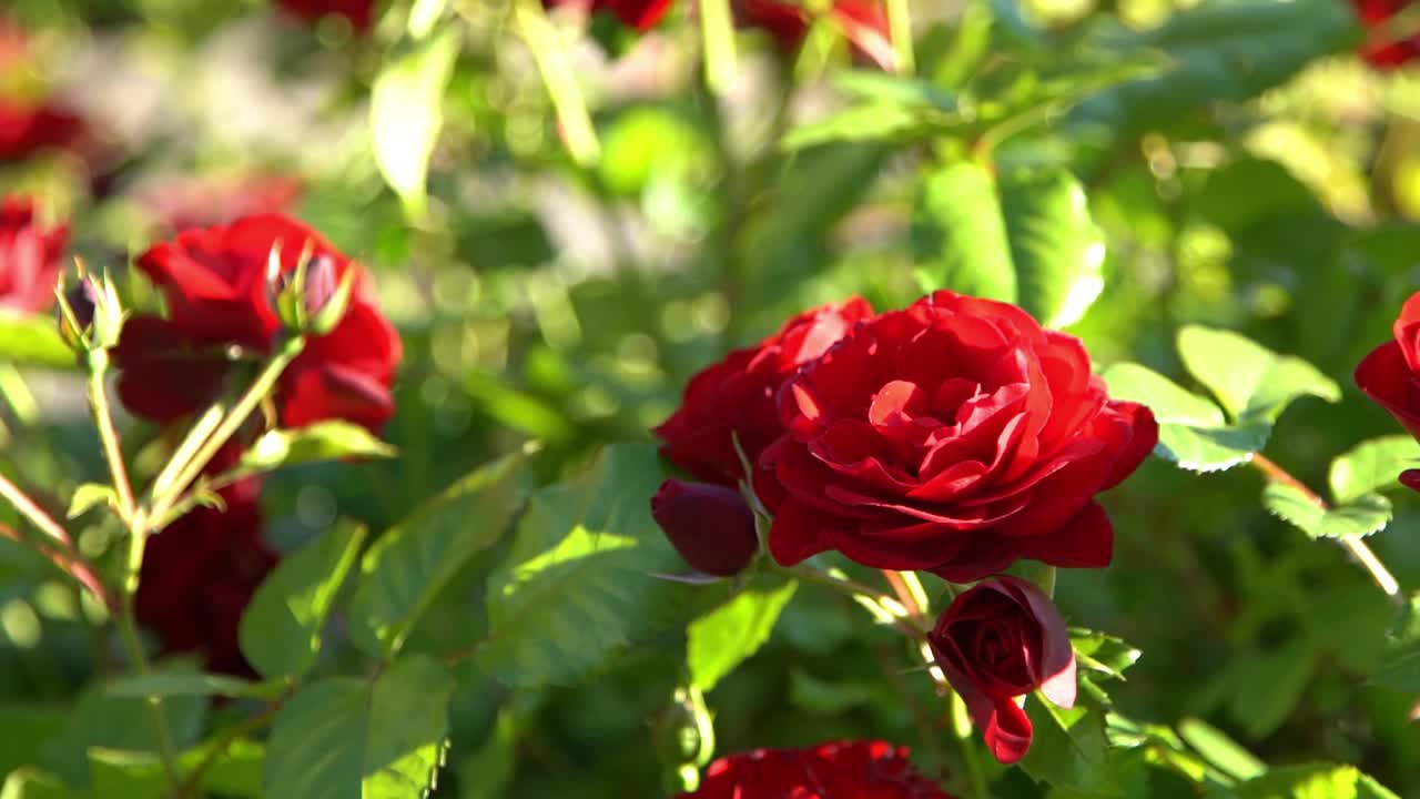 红玫瑰。花园里的灌木丛。玫瑰花蕾。夏天的花瓣。自然中的玫瑰。树枝和树叶。视频素材