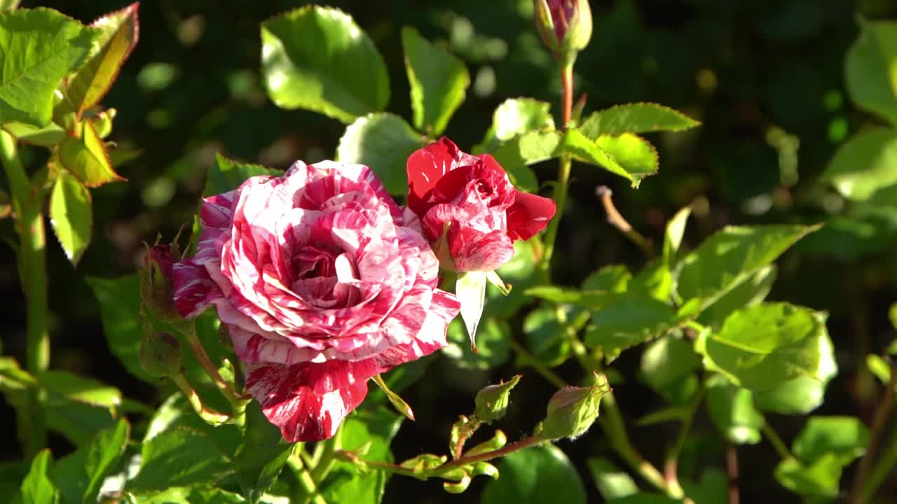 红白玫瑰。花园里的灌木丛。玫瑰花蕾。夏天的花瓣。自然中的玫瑰。树枝和树叶。视频素材