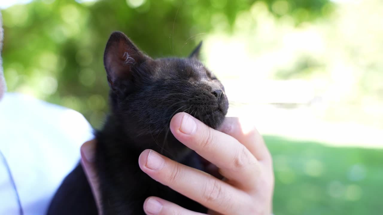 男人抚摸着他可爱的小猫视频素材