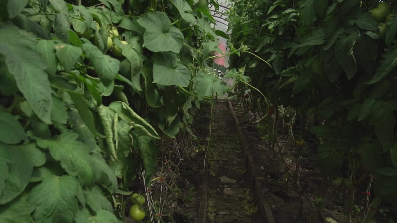 绿番茄在温室里成熟了视频素材