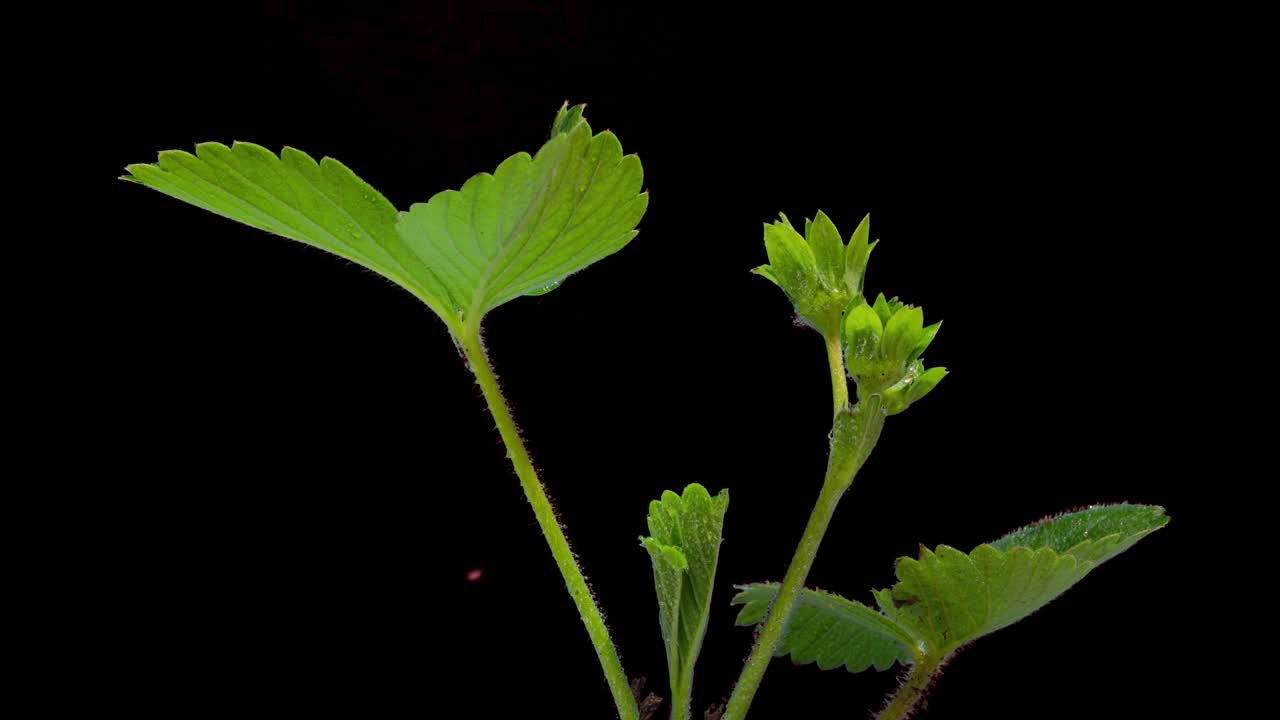 盛开的草莓黑色背景延时拍摄，微距拍摄，4k视频视频素材