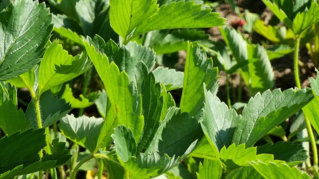 阳光明媚的日子里草莓叶子的特写视频素材