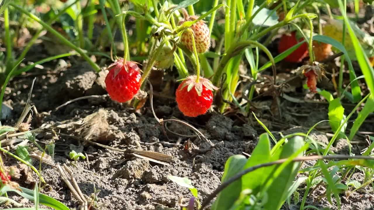 草莓在灌木丛中很小视频素材