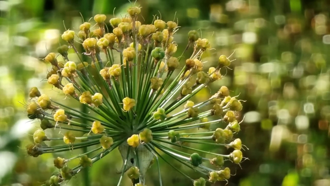 花过多的观赏大蒜，花序特写视频素材