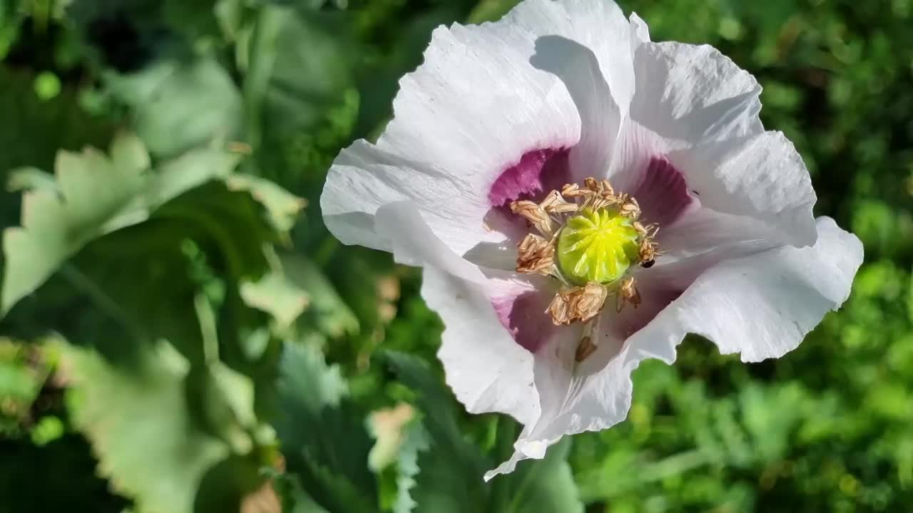 盛开的紫色罂粟特写，俯视图。雌蕊和雄蕊。视频素材