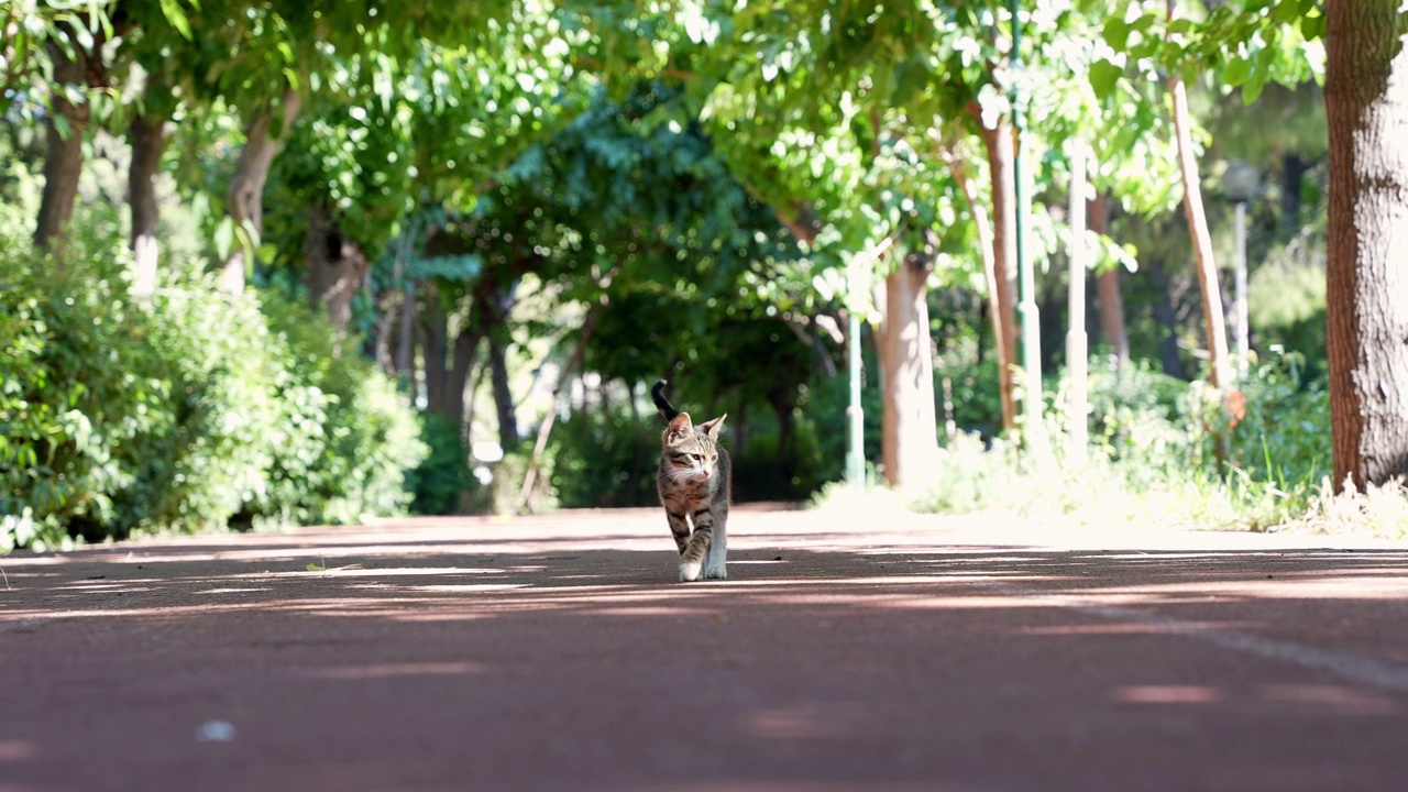 猫在人行道上行走视频素材