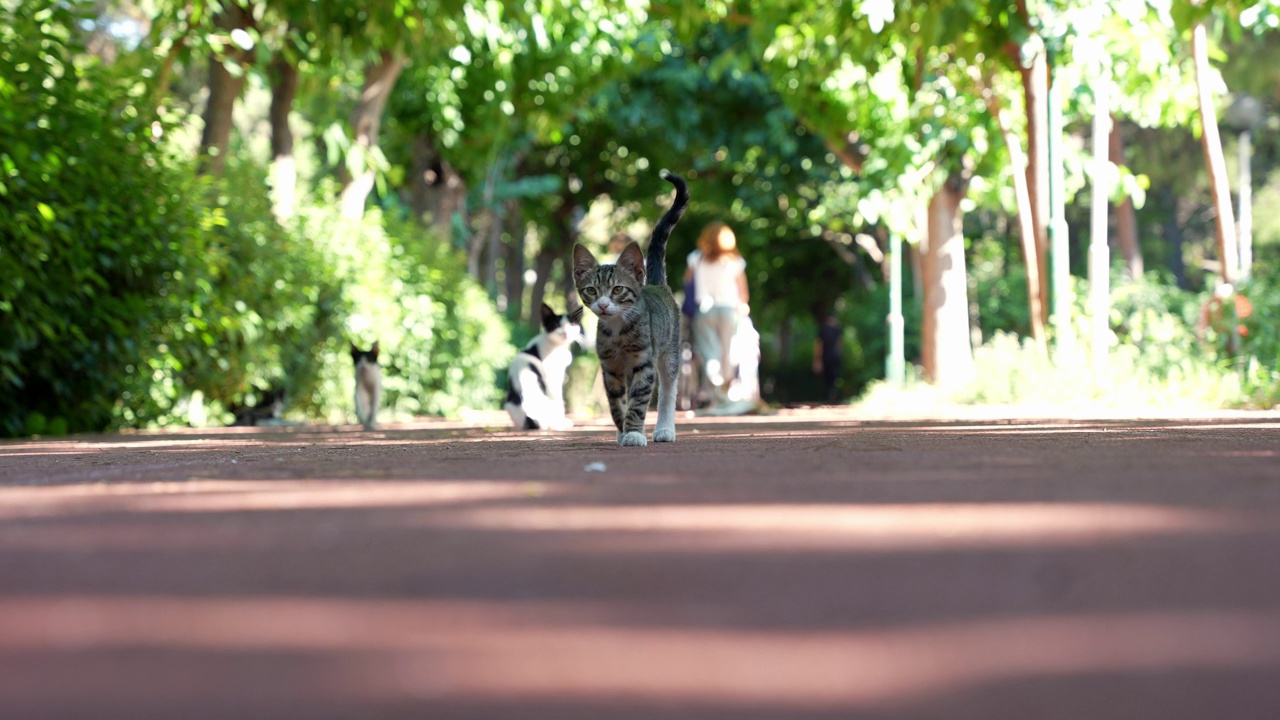 猫在人行道上行走视频素材