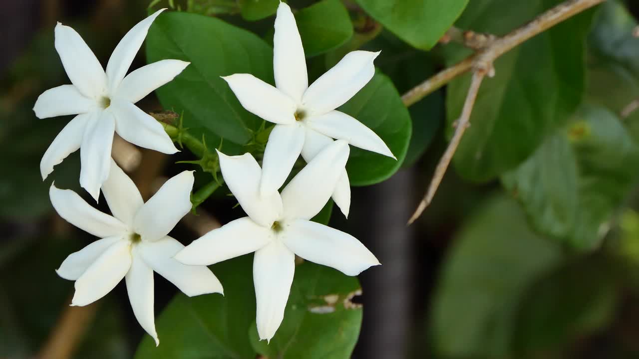 花园里的白花视频素材