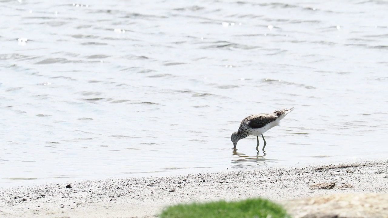 英国兰开夏郡Silverdale Leighton Moss的Greenshank, Tringa星云。视频素材