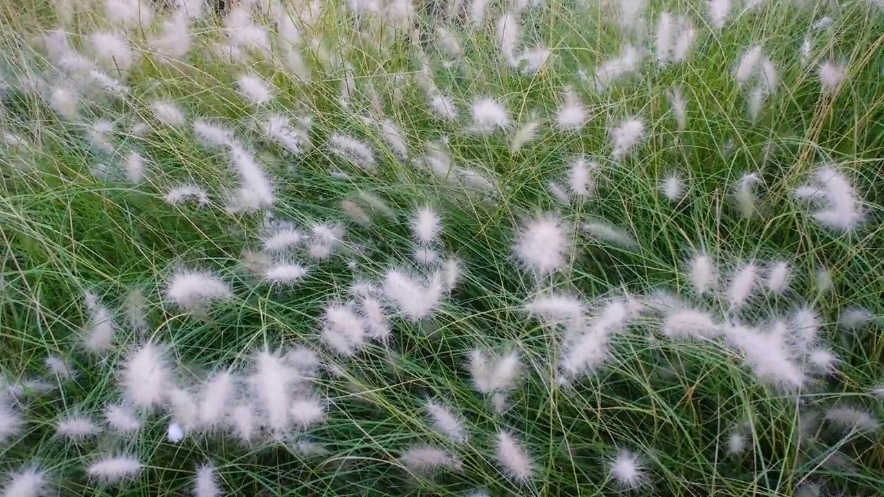 近距离观看羽顶草或东方喷泉草随风摇曳。4K分辨率视频装饰草或绿色植物视频素材