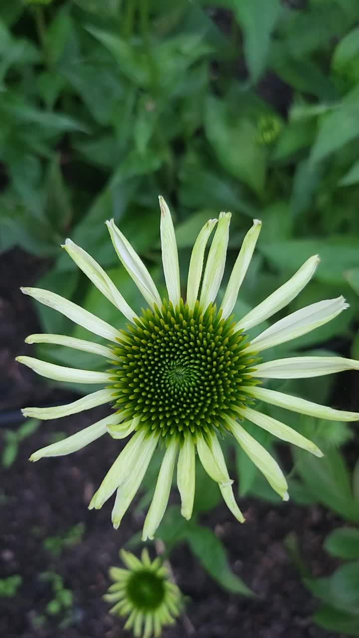 花园里的花。视频素材