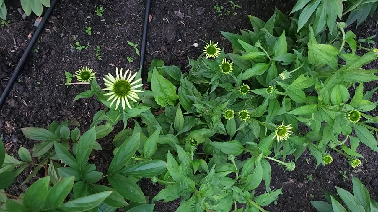 花园里的一朵花。视频素材