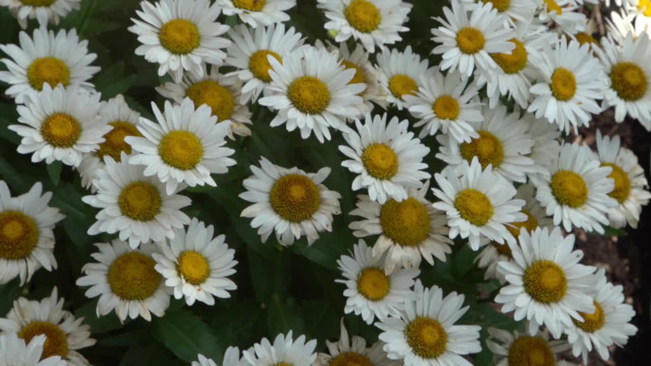 花园里有一丛白色的雏菊。夏天的花。园艺。花蕾闭合。洋甘菊花瓣。花的背景视频素材