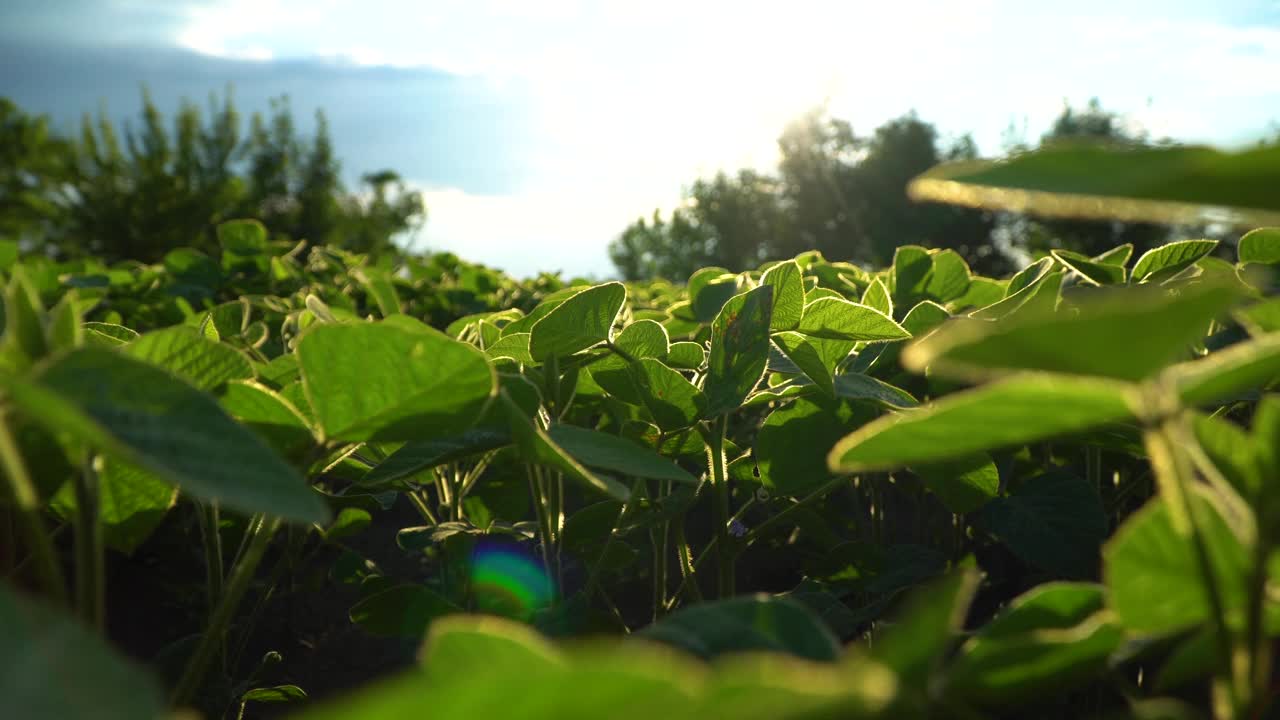 年轻的大豆田。大豆农业自然田。种植大豆视频素材