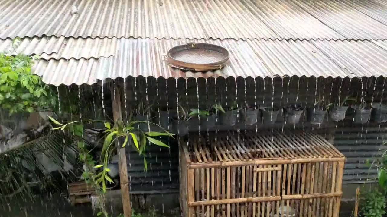 乡下的雨——长满植物的乡下的雨视频素材