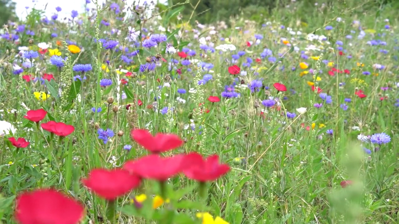 野花草地上的花随风摇曳。视频素材