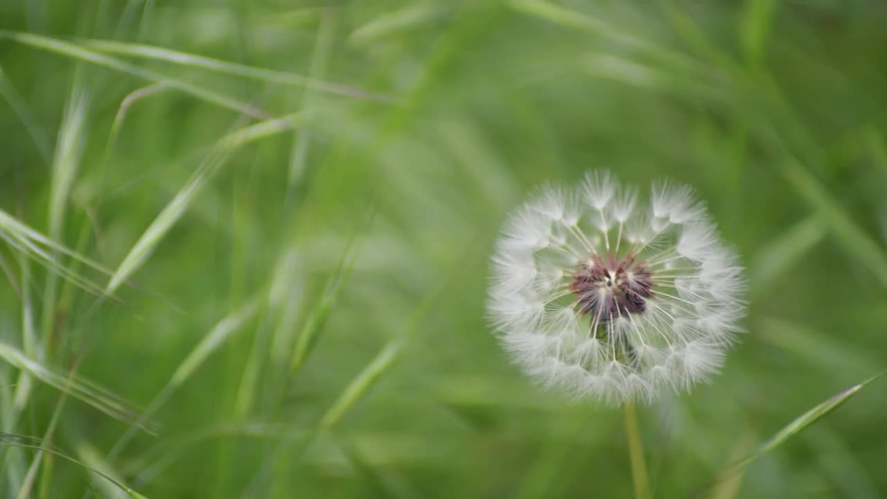 蒲公英-蒲公英视频素材