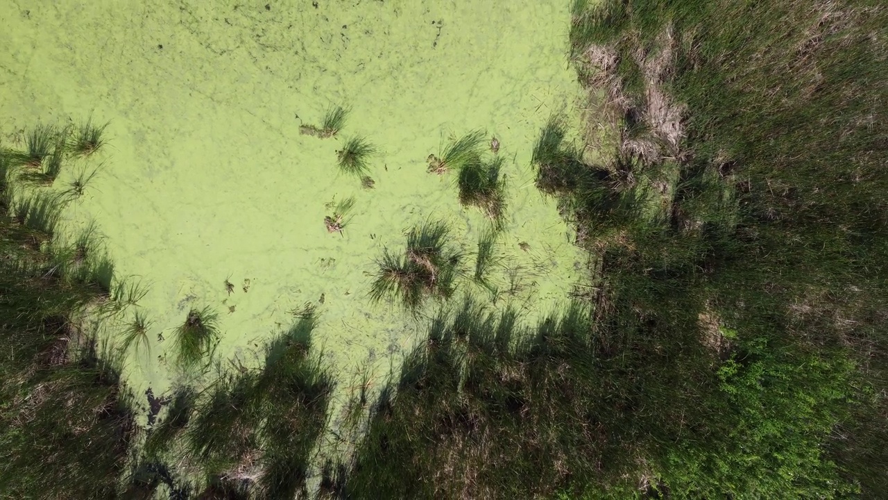 在住宅开发之间的排水区，无人机俯瞰沼泽、湿地和香蒲。视频下载