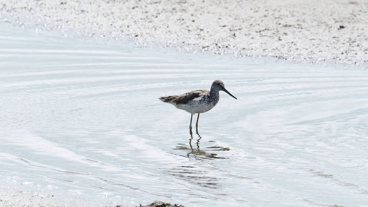 英国兰开夏郡Silverdale Leighton Moss的Greenshank, Tringa星云。视频素材