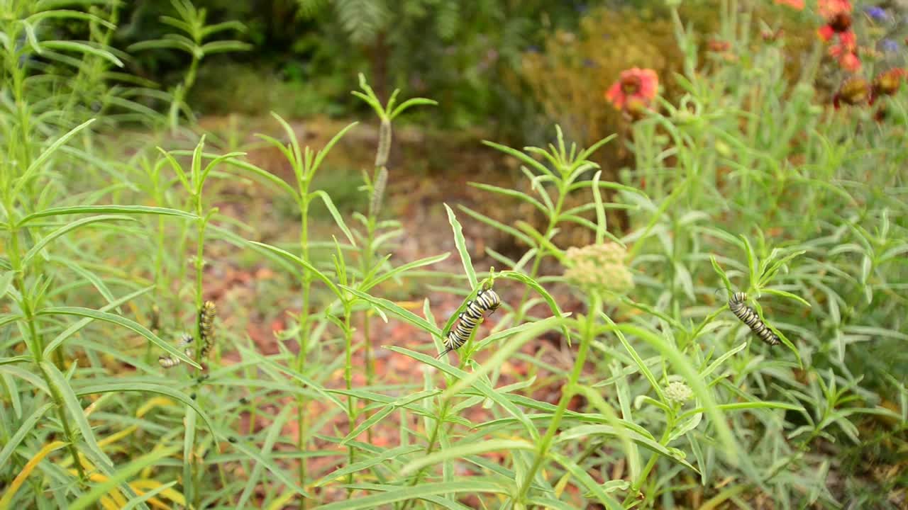 几只帝王蝶毛虫以窄叶马利筋植物为食视频素材