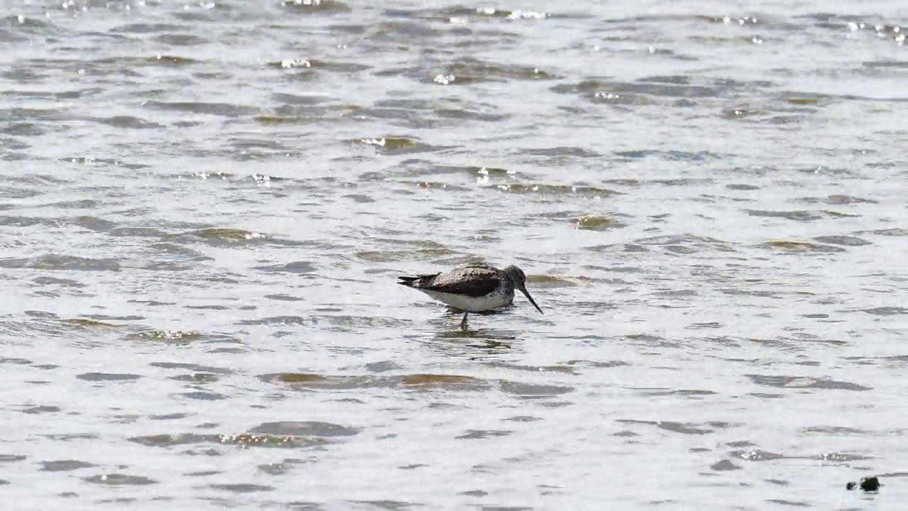 英国兰开夏郡Silverdale Leighton Moss的Greenshank, Tringa星云。视频素材