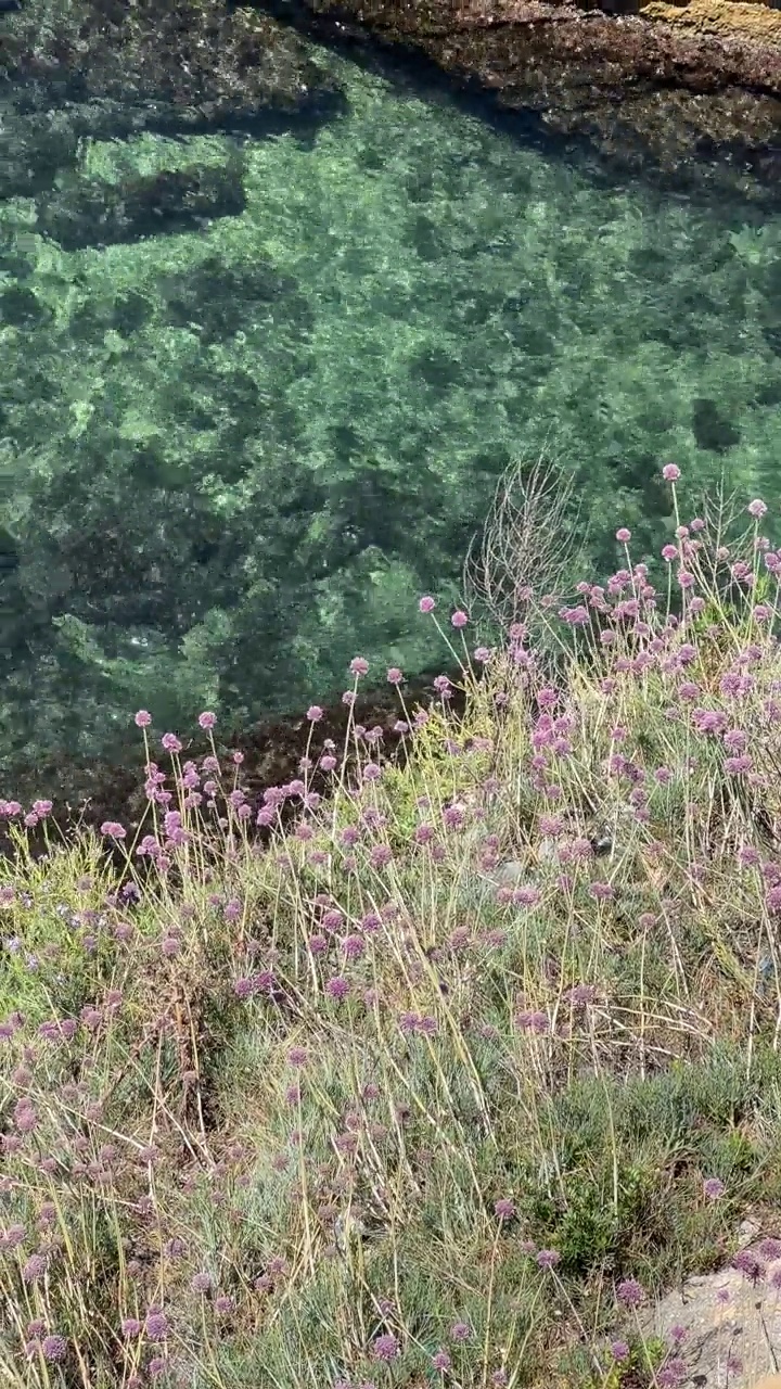 海上碧蓝碧绿，海岸岩石上的花朵闪闪发光，垂直视频。视频素材