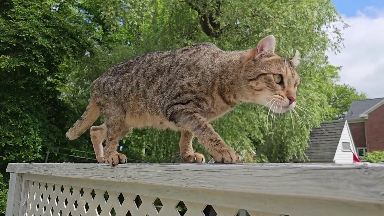 栏杆上的猫视频素材