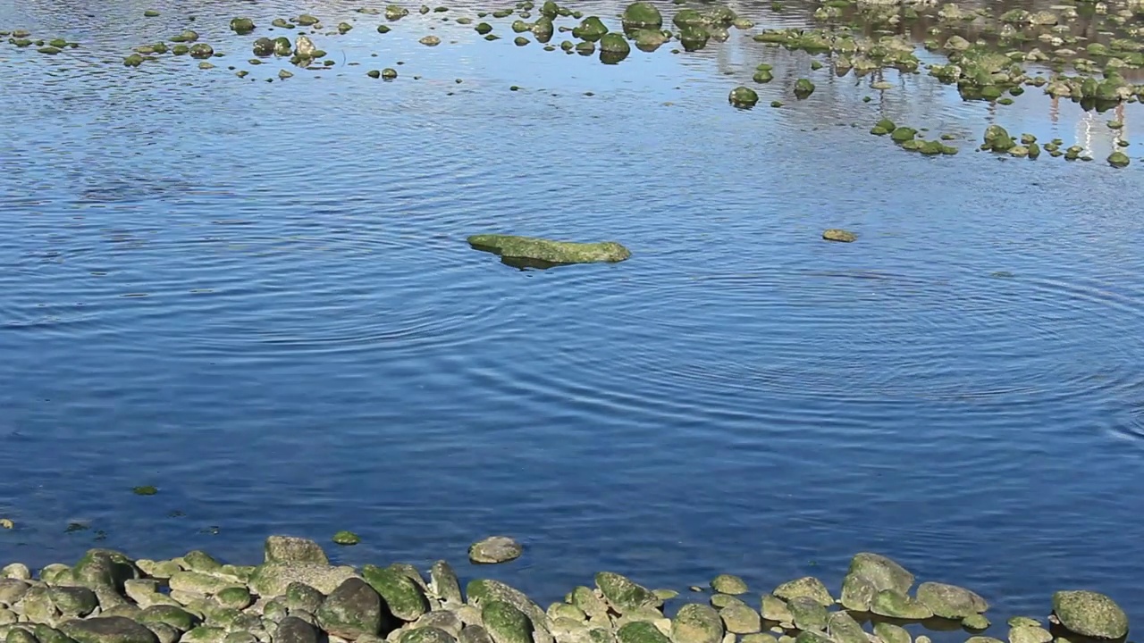 在济州岛月大川下游，鱼儿跃出水面视频素材