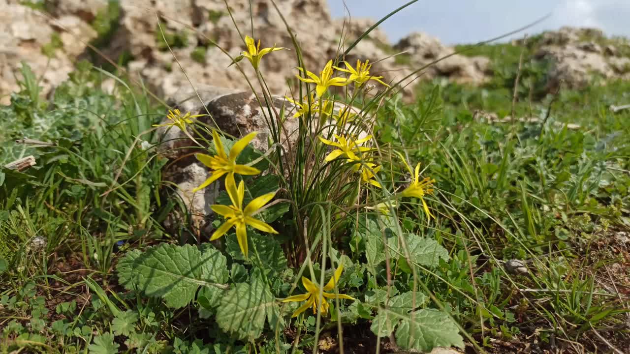 Radnor Lily (Gagea Bohemica)视频下载