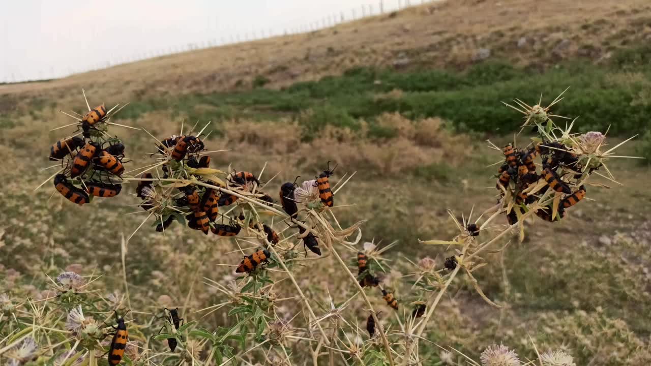 水疱甲虫(Mylabris Calida)视频素材