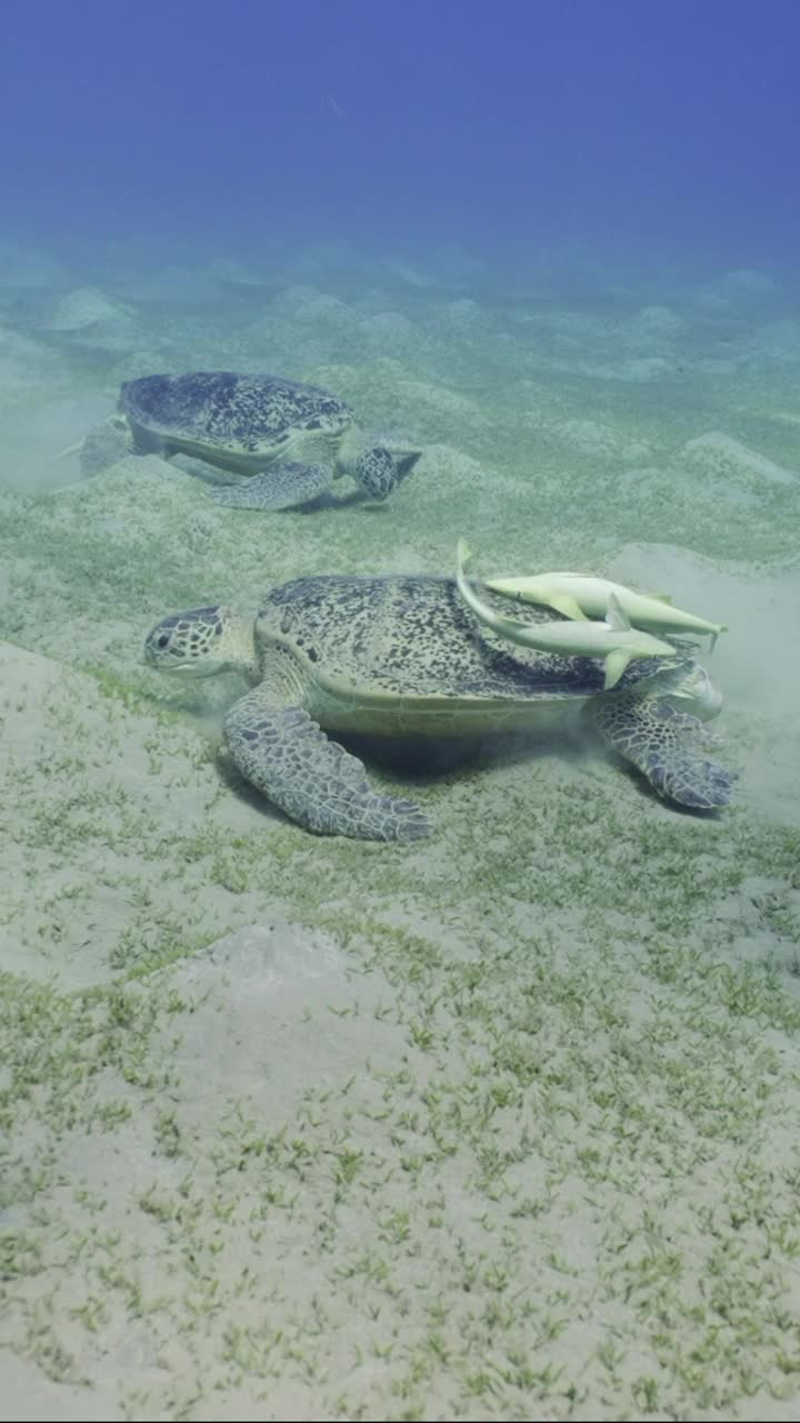 俯视图，海龟游过覆盖着藻类的海底，慢动作视频素材