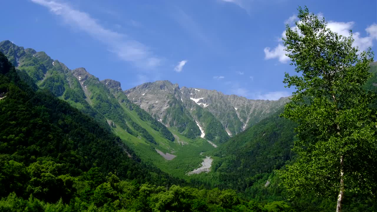 夏日风光，保高山脉和白桦树随风摇曳，上高知七月，近距离观看视频下载