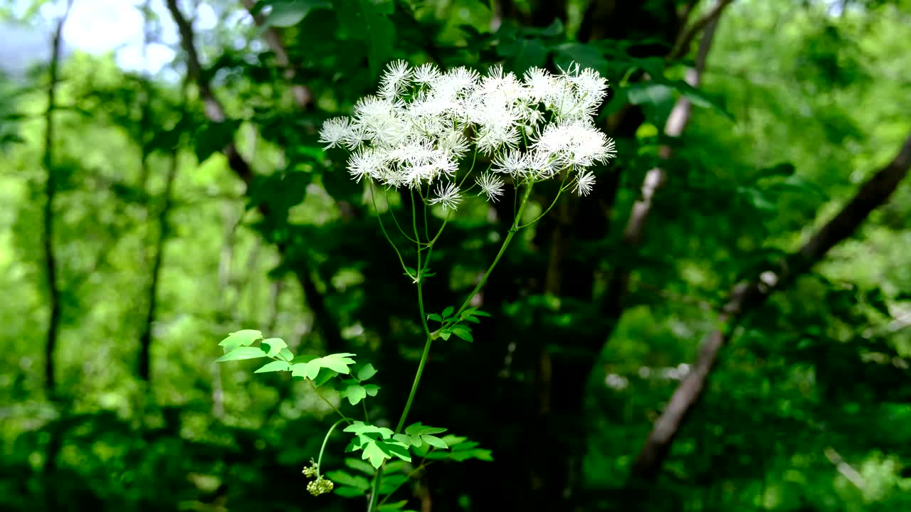 七月初，上高知县卡拉松湾的树叶和花朵特写，河声视频素材