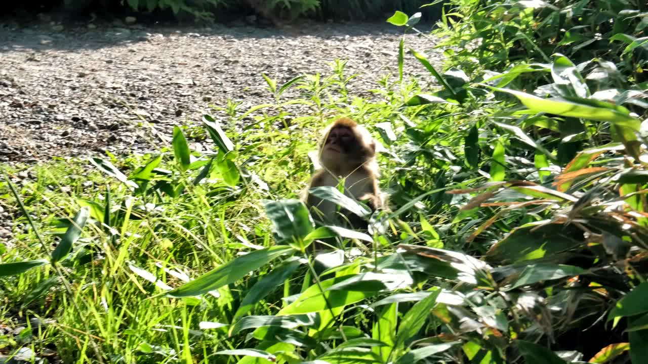 7月初，在Kappa桥附近，上高知县，年轻的日本猕猴正在吃竹叶视频下载