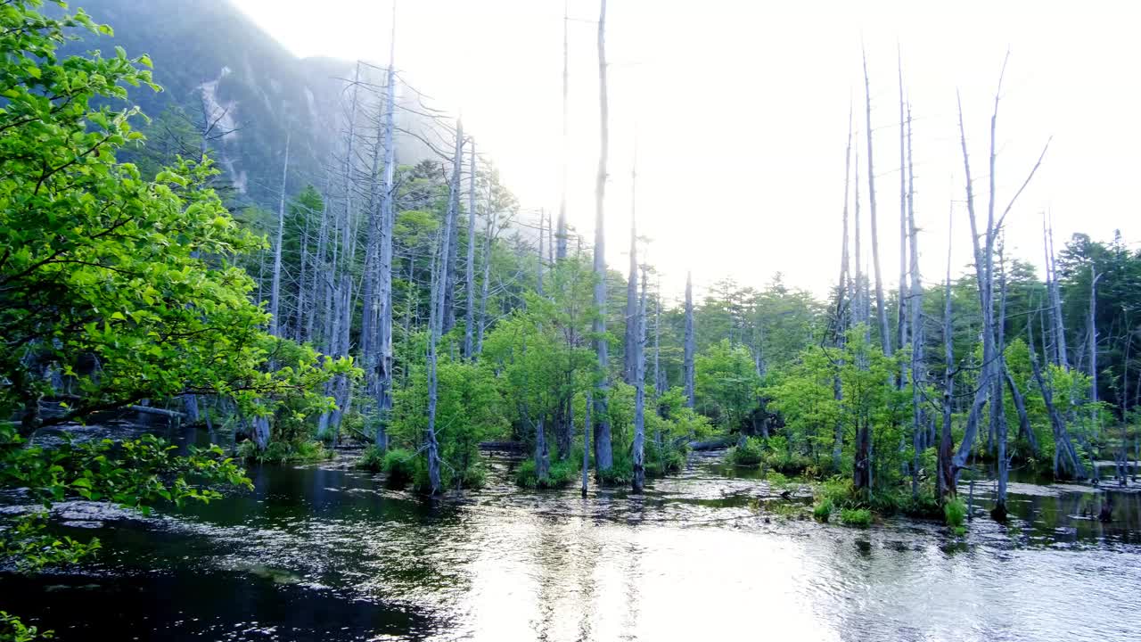 7月，上高知县，明真山至600山，清晨的Dakesawa沼泽地全景视频下载