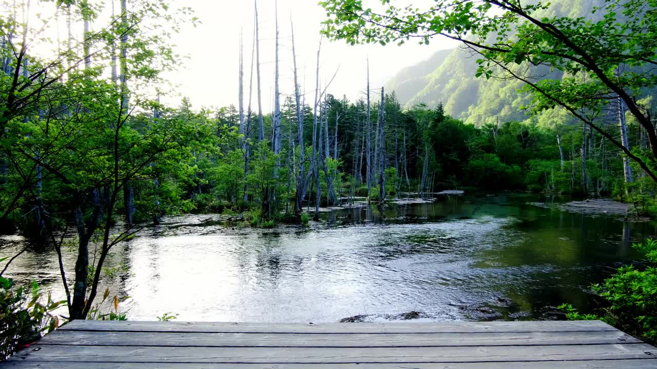 清晨的Dakesawa沼泽地，河声和鸟鸣，上高知七月视频下载